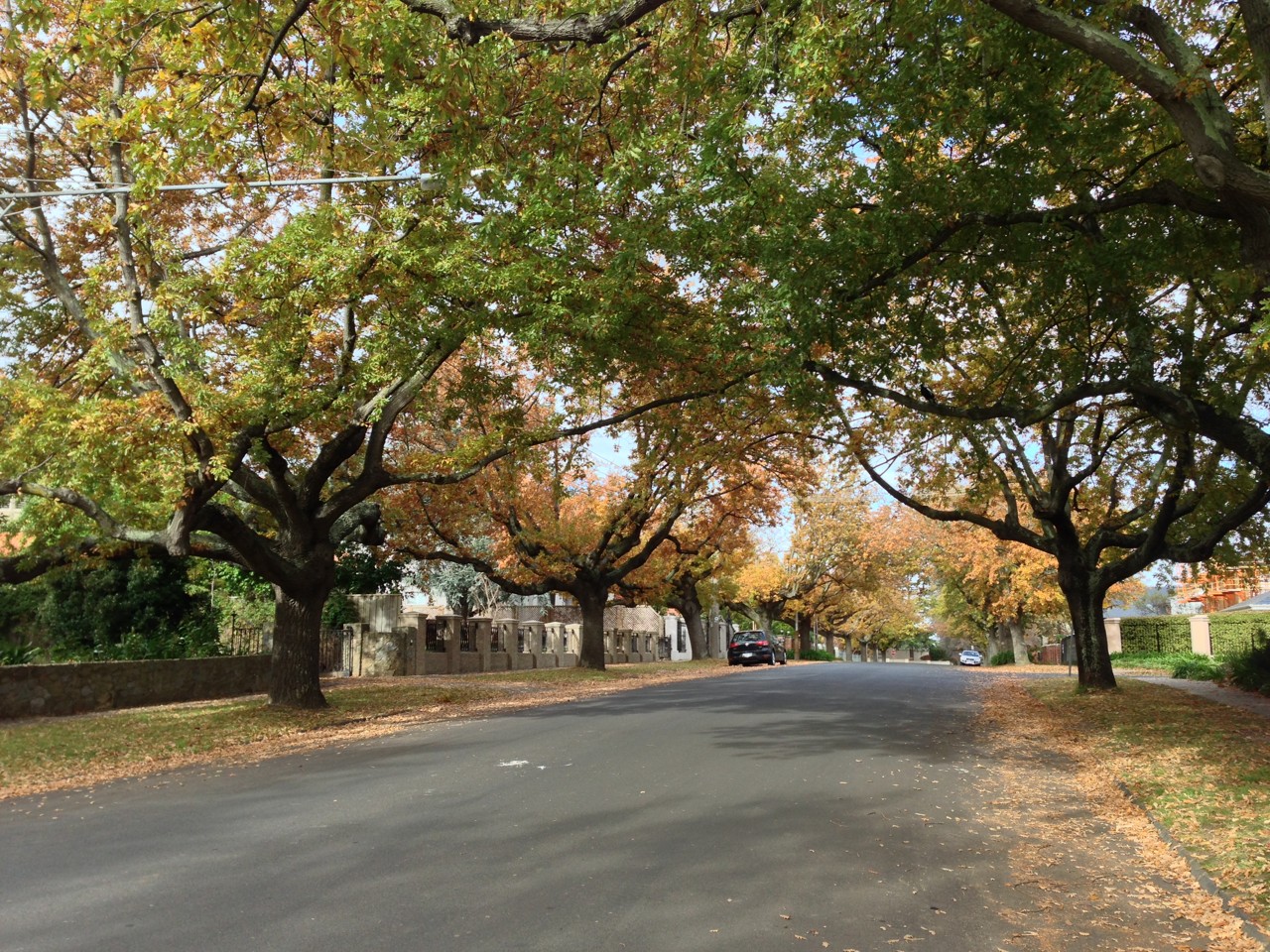 Balwyn, VIC, Tree-lined suburban street with autumn leaves