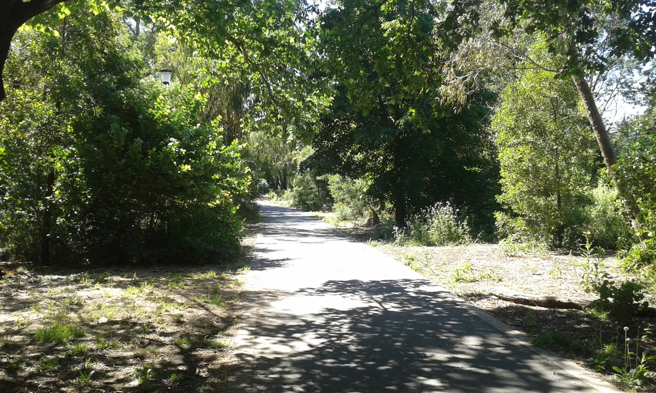 Box Hill North, VIC, Leafy pathway surrounded by trees