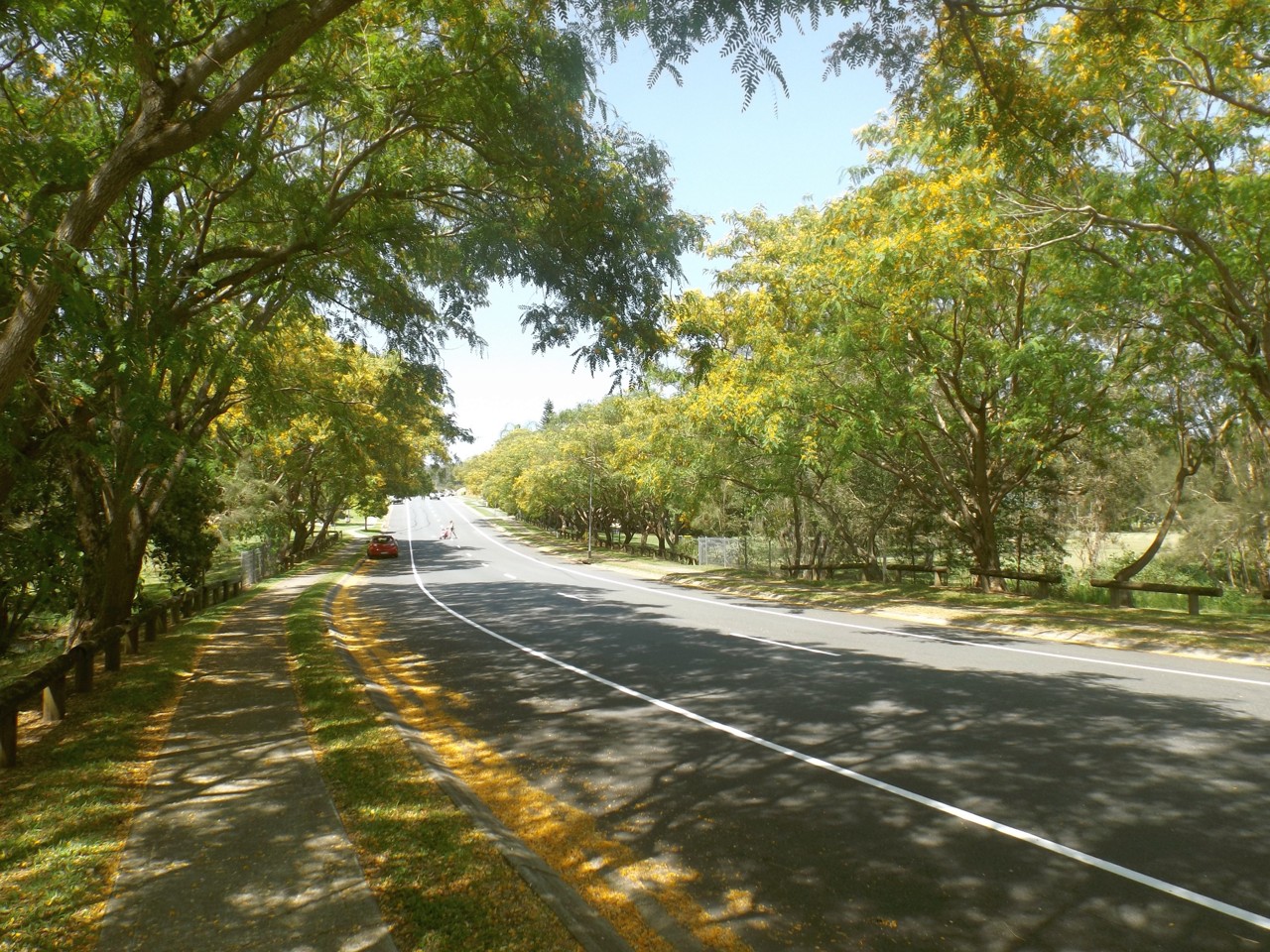 Carrara, QLD, Tree-lined road with footpath and grass area