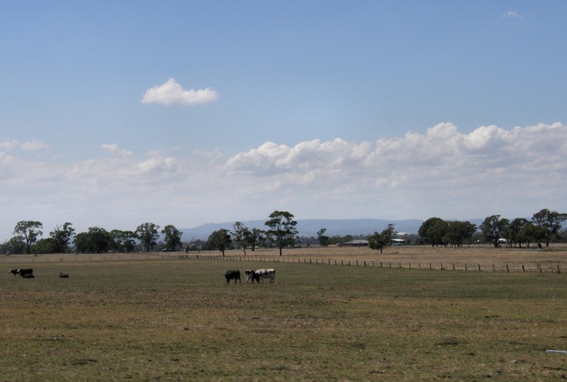Carrum Downs, VIC, Open pasture with cows and distant trees