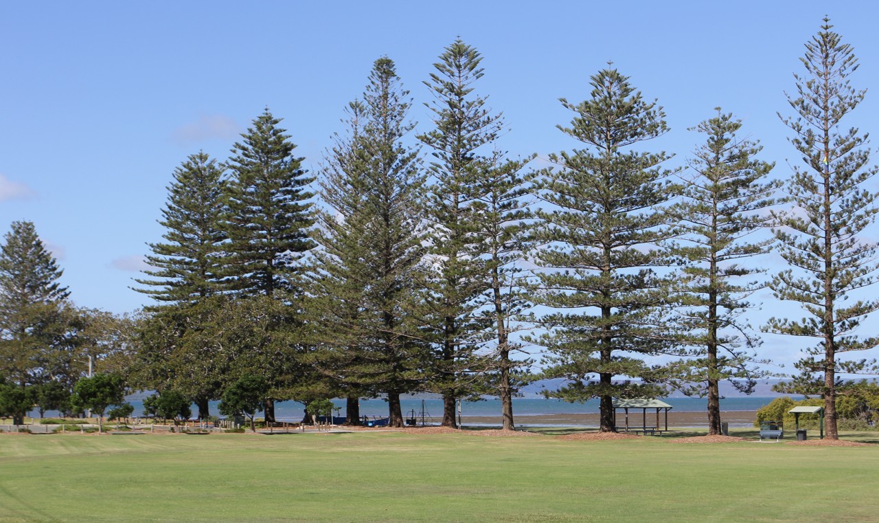 Cleveland, QLD, Pine trees near the shore with grassy area