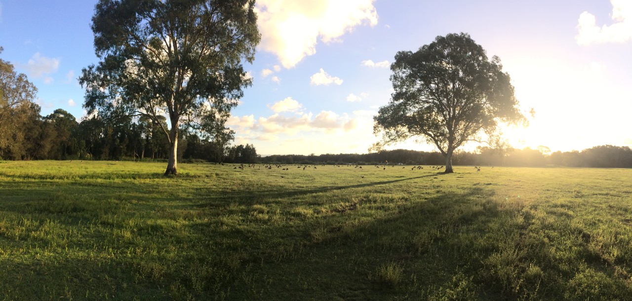 Coombabah, QLD, Open grassy field with two large trees