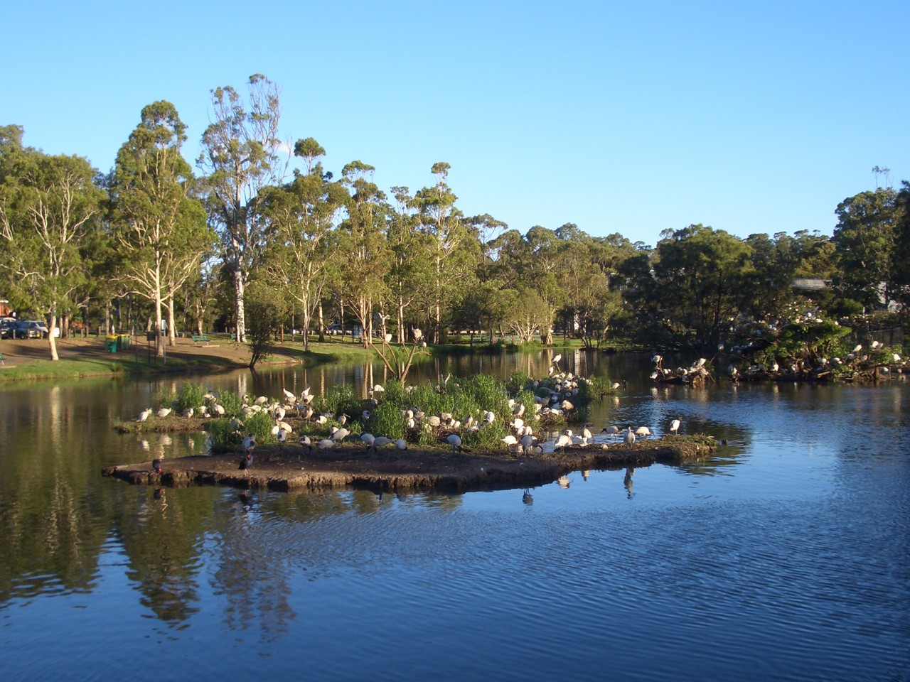Georges Hall, NSW, Birds on an island in a park lake