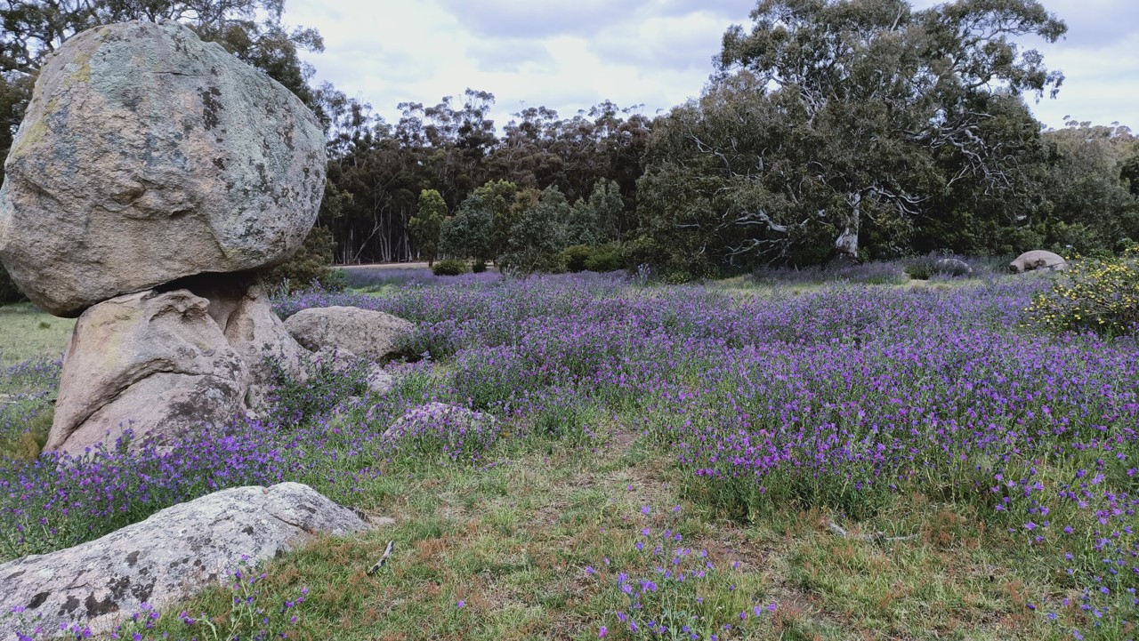 Greenvale, VIC, Large boulders surrounded by purple wildflowers