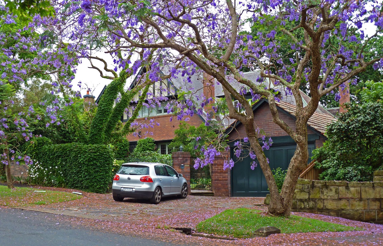 Killara, NSW, Residential street with jacaranda trees
