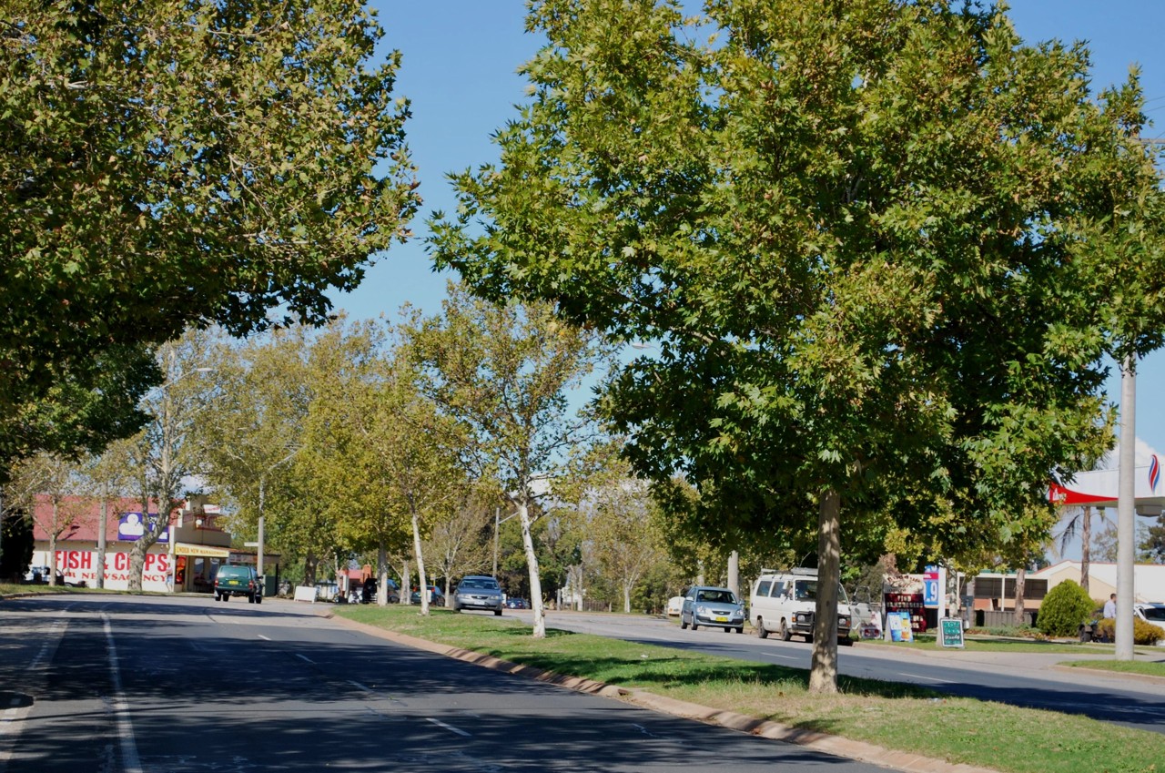 Lavington, NSW — Tree-lined street with shops and vehicles