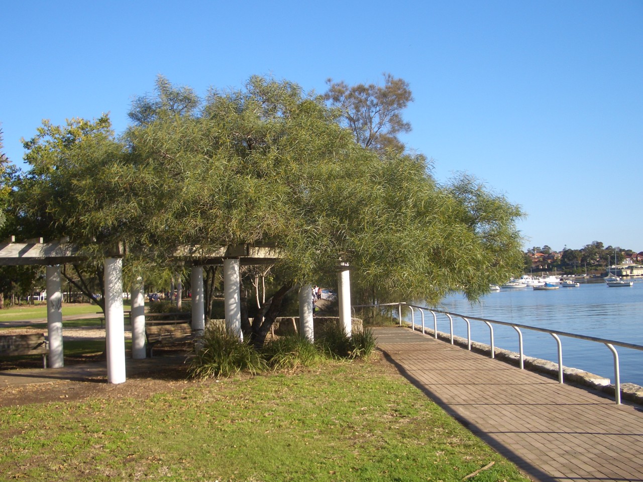 Lilyfield, NSW, Footpath and trees along Iron Cove