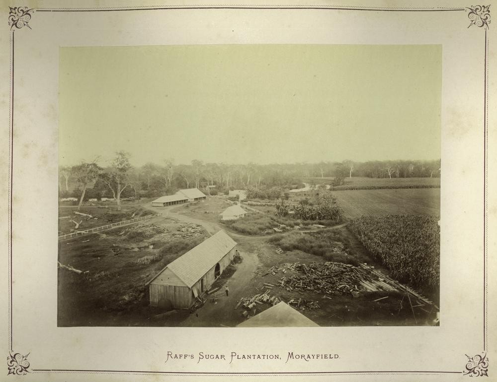 Morayfield, QLD, Historical image of Raff's Sugar Plantation