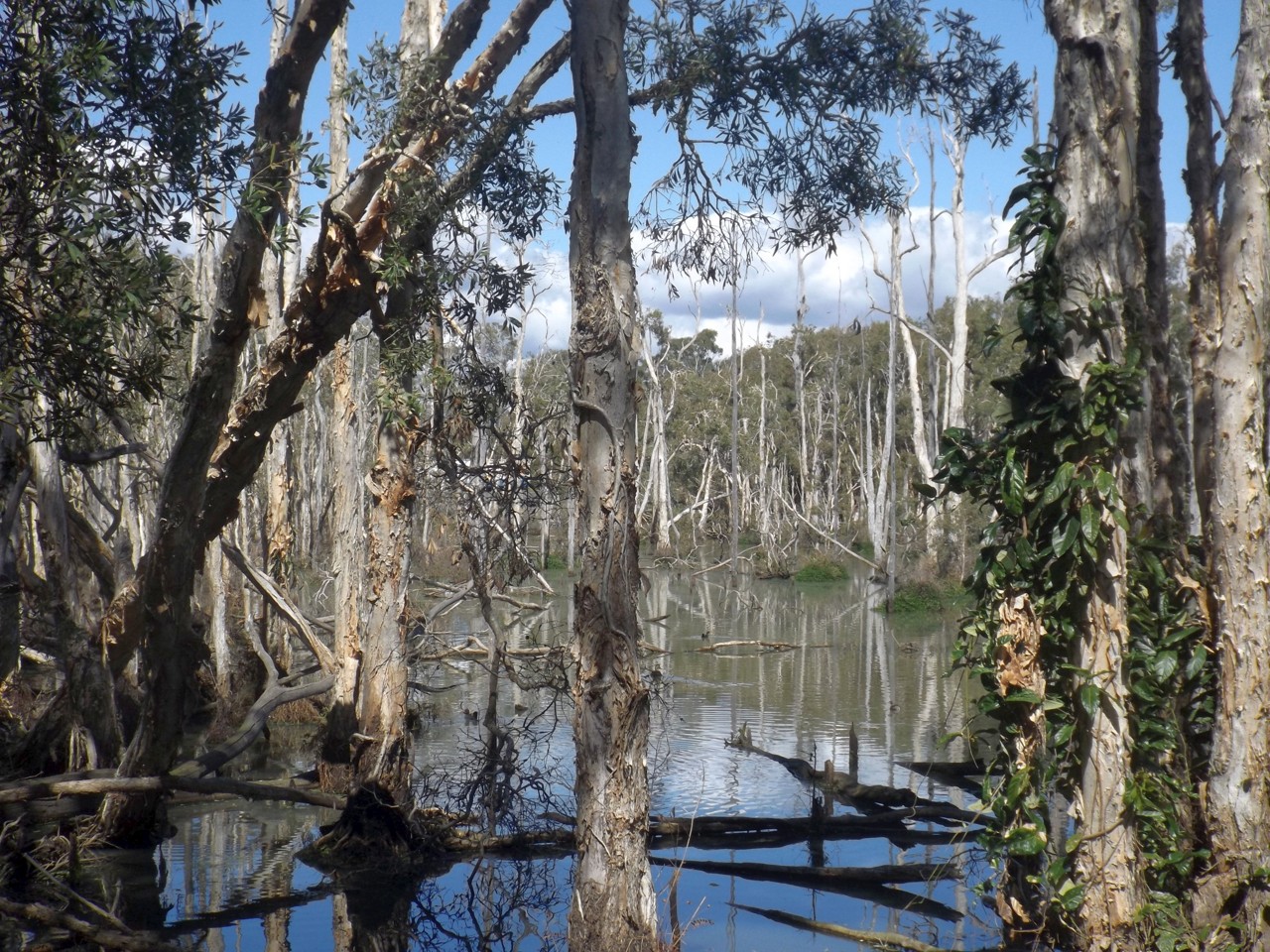 Murrumba Downs, QLD, Wetland area with eucalyptus trees and water