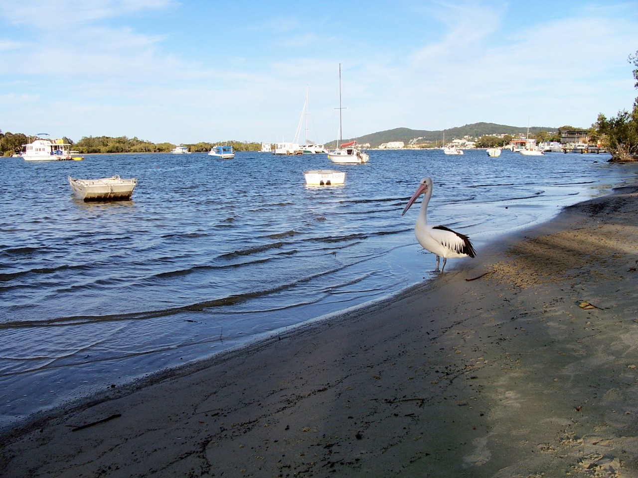 Noosaville, QLD, Pelican on sandy shore of a river