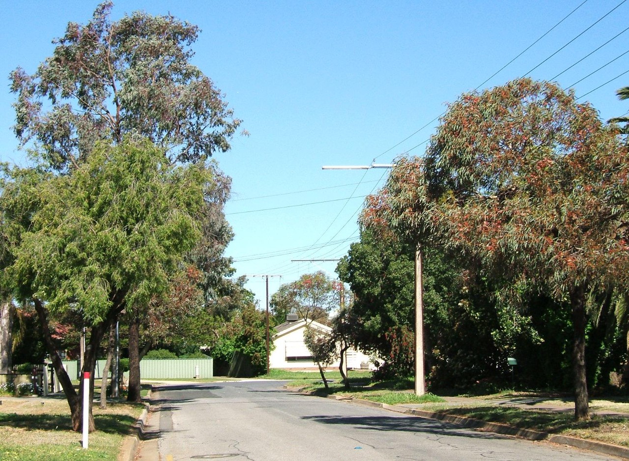 Parafield Gardens, SA, Residential street lined with eucalyptus trees