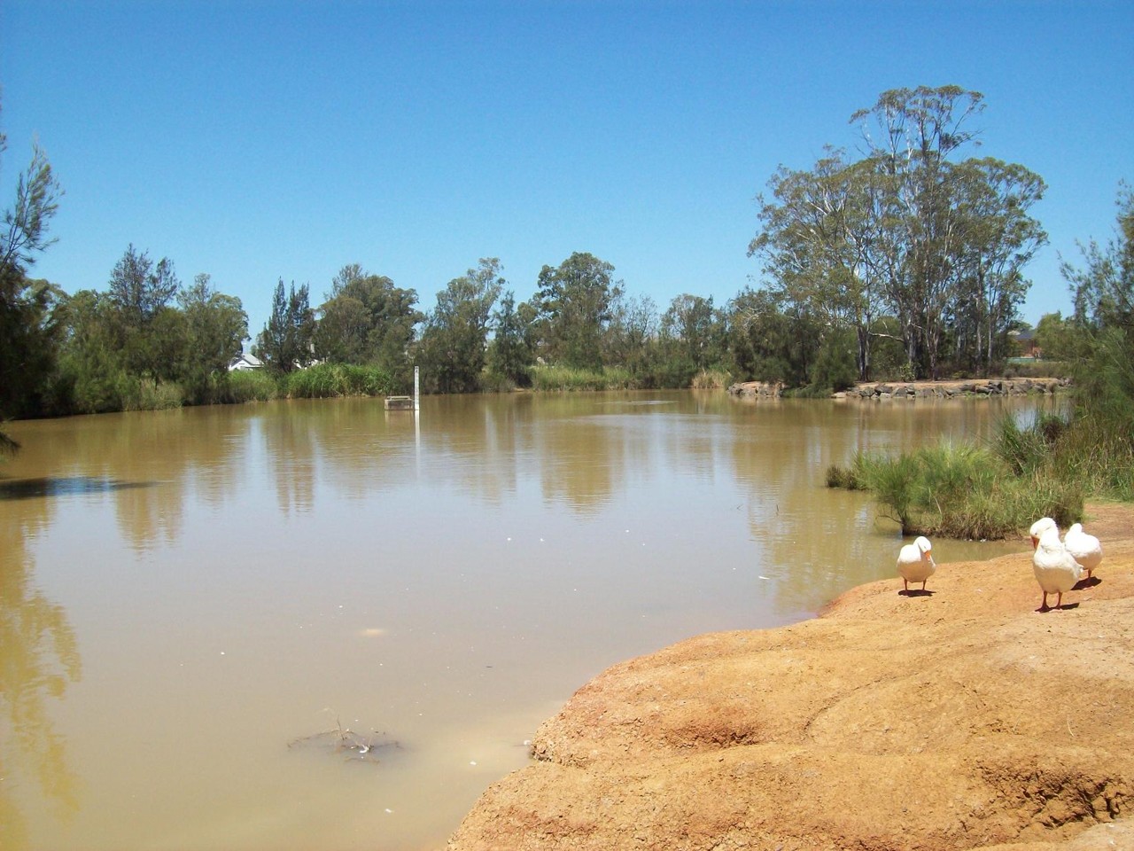 Plumpton, NSW, Ducks by a muddy water pond