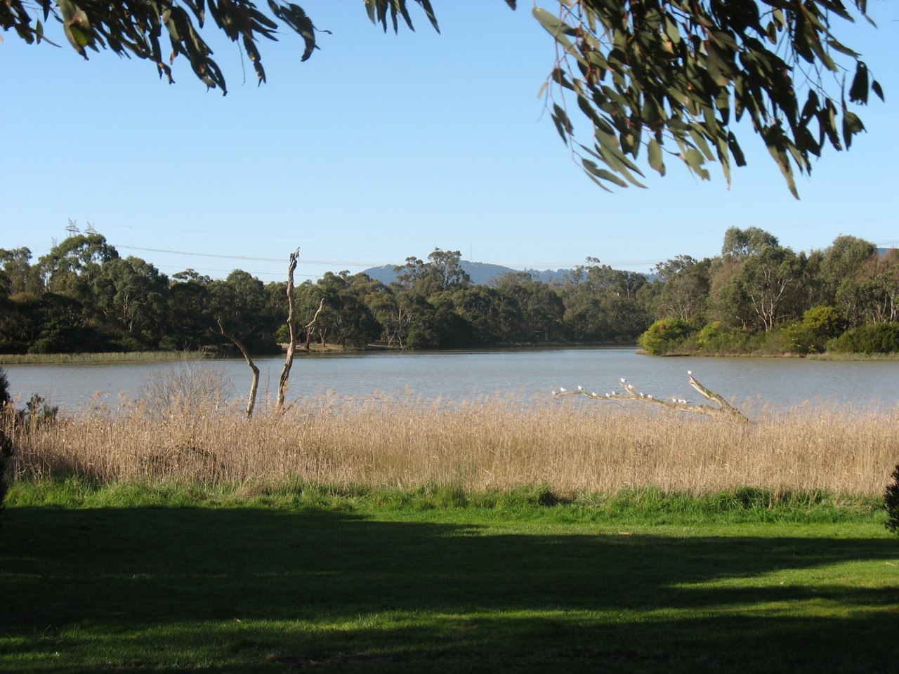 Wheelers Hill, VIC, Norton Park lake with surrounding trees